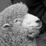 Corriedale (Discontinued) - book - Image 2