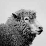 Dorset (Discontinued) - book - Image 2