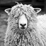 Cotswold (Discontinued) - book - Image 2