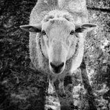 Gulf Coast Native (Discontinued) - book - Image 2