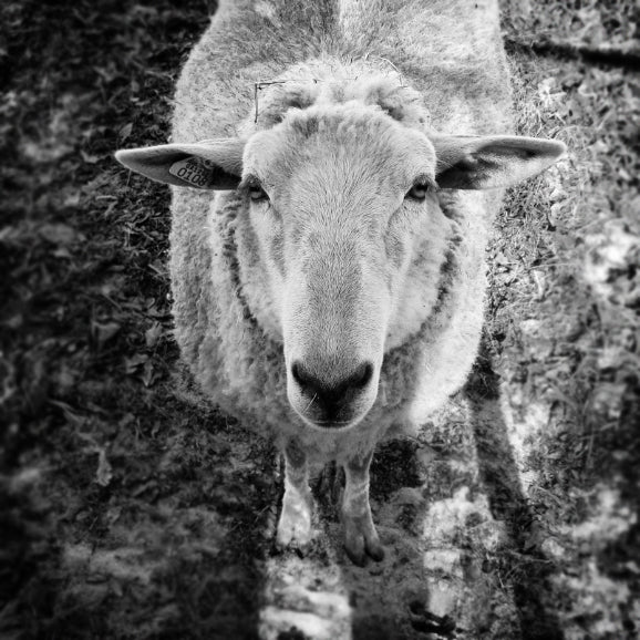 Gulf Coast Native (Discontinued)