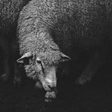 Romney + Merino (Discontinued) - book - Image 2